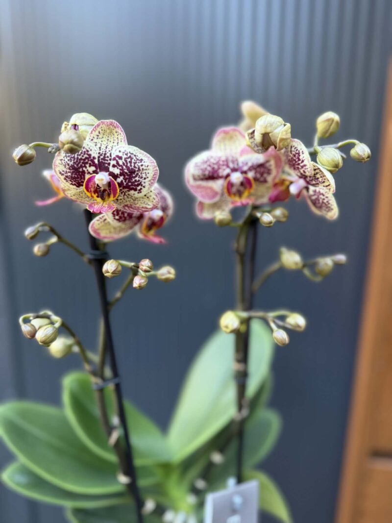 Phalaenopsis Multiflora ‘Exclusivo Tama’ | Storczyk Phalaenopsis Multiflora ‘Exclusivo Tama’ | Storczyk