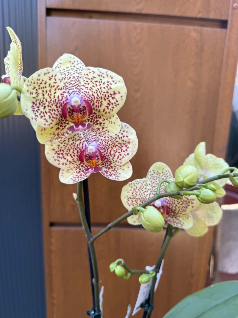 Phalaenopsis Floriclone ‘Fancy Freckles’ Phalaenopsis Floriclone ‘Fancy Freckles’