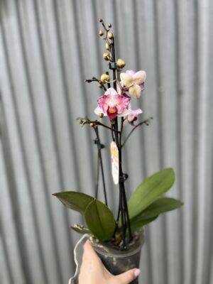 Phalaenopsis Crazy Daisy ‘Peloric’ | storczyk przekwitający