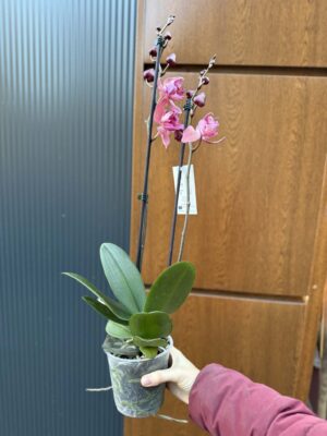 Phalaenopsis Limited 08 przekwitający