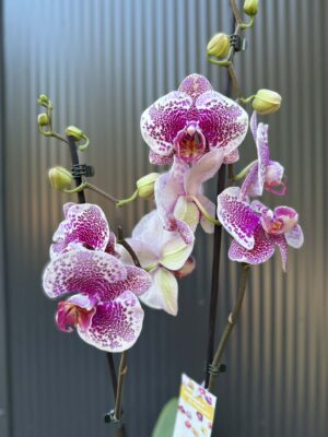 Phalaenopsis Golden Poker Leopard | Storczyk