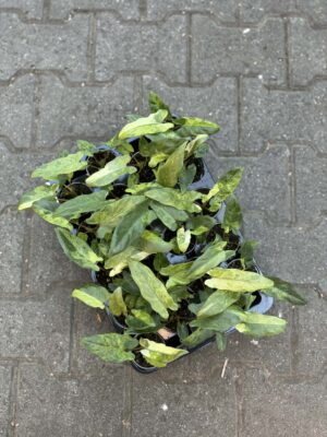 Alocasia Lauterbachiana Variegata