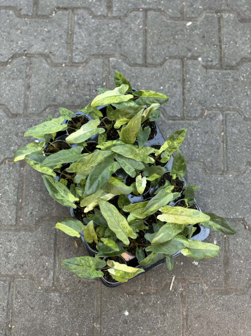 Alocasia Lauterbachiana Variegata