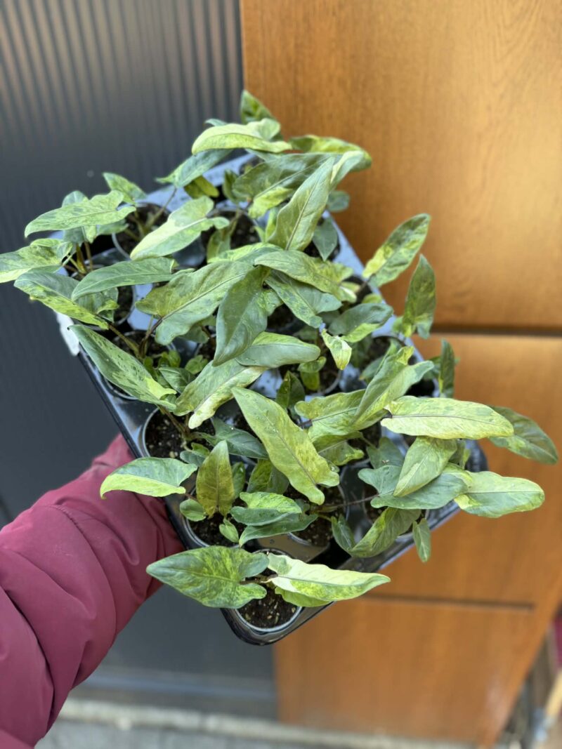 Alocasia Lauterbachiana Variegata Alocasia Lauterbachiana Variegata