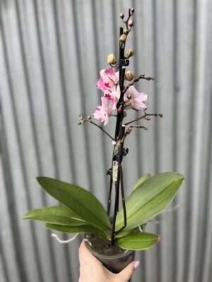 Phalaenopsis Crazy Daisy ‘Peloric’ | storczyk przekwitający
