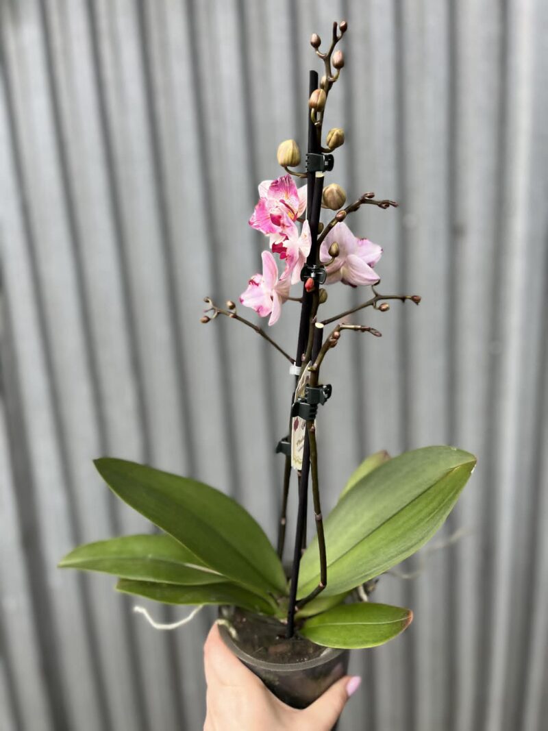 Phalaenopsis Crazy Daisy ‘Peloric’ | storczyk przekwitający