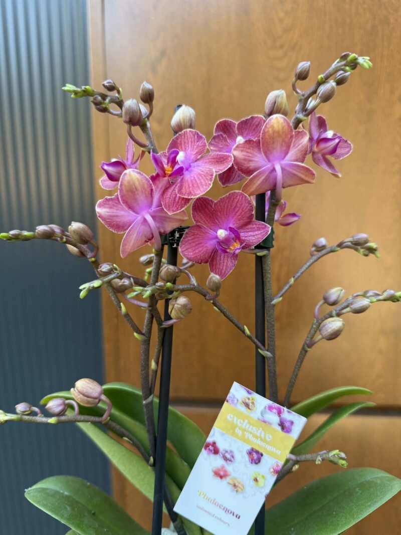 Phalaenopsis Jefferson | Storczyk Phalaenopsis Jefferson | Storczyk