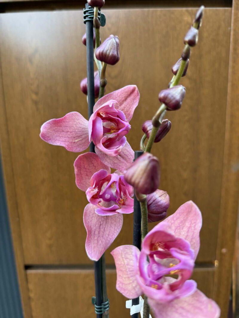 Phalaenopsis Limited 08 przekwitający
