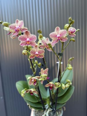 Phalaenopsis ‘Pikachu’ | Storczyk