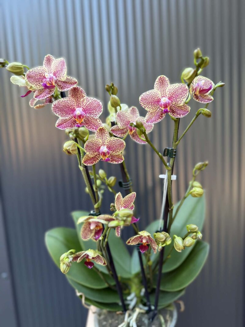 Phalaenopsis ‘Pikachu’ | Storczyk