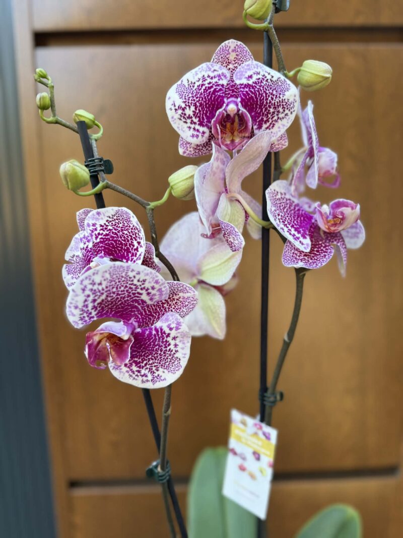 Phalaenopsis Golden Poker Leopard | Storczyk