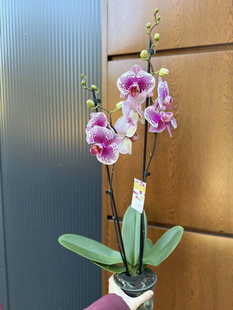 Phalaenopsis Golden Poker Leopard | Storczyk