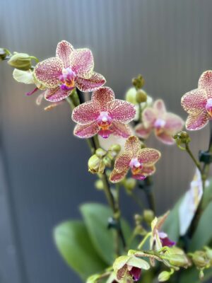 Phalaenopsis ‘Pikachu’ | Storczyk