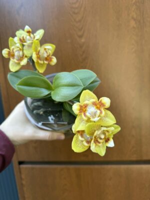 Phalaenopsis (Yaphon Perfume × Brother Sara Gold) ‘Yaphon ES-1’ | Storczyk