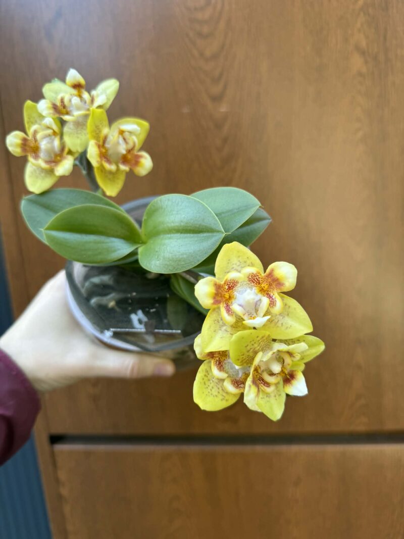 Phalaenopsis (Yaphon Perfume × Brother Sara Gold) ‘Yaphon ES-1’ | Storczyk Phalaenopsis (Yaphon Perfume × Brother Sara Gold) ‘Yaphon ES-1’ | Storczyk