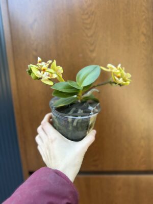 Phalaenopsis (Yaphon Perfume × Brother Sara Gold) ‘Yaphon ES-1’ | Storczyk