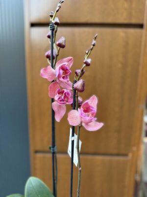 Phalaenopsis Limited 08 przekwitający