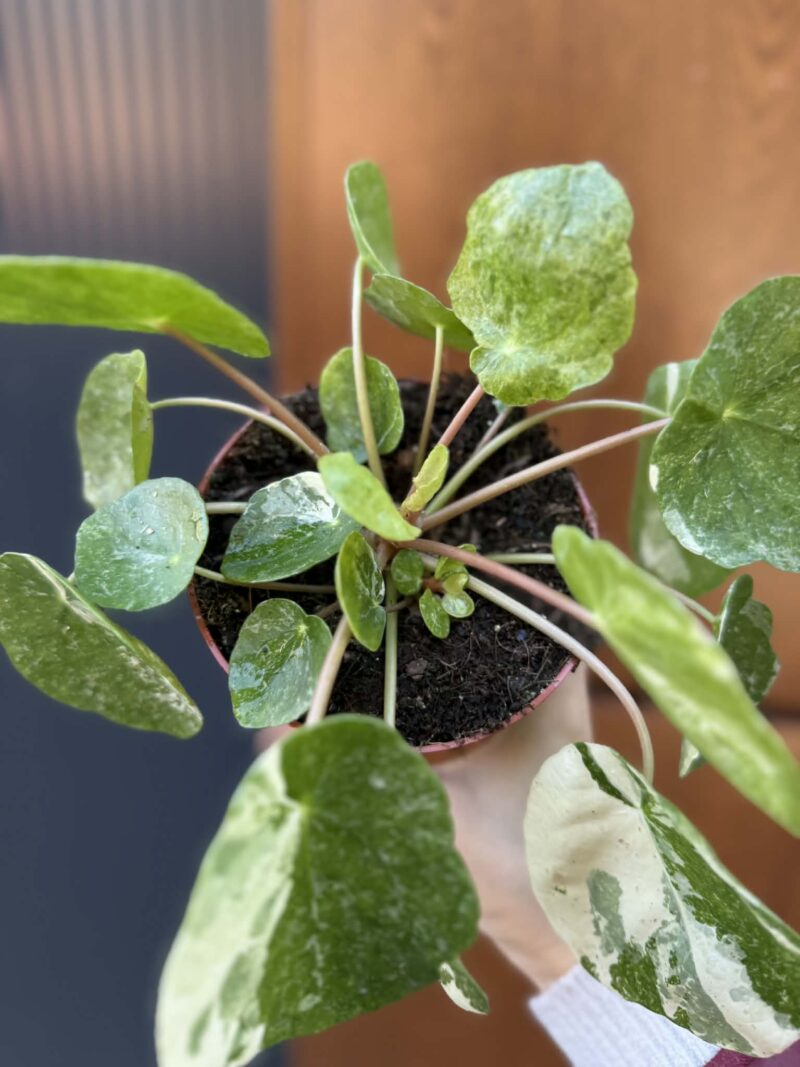 Pilea Peperomioides variegata ‘white sugar splash’ (pieniążek)