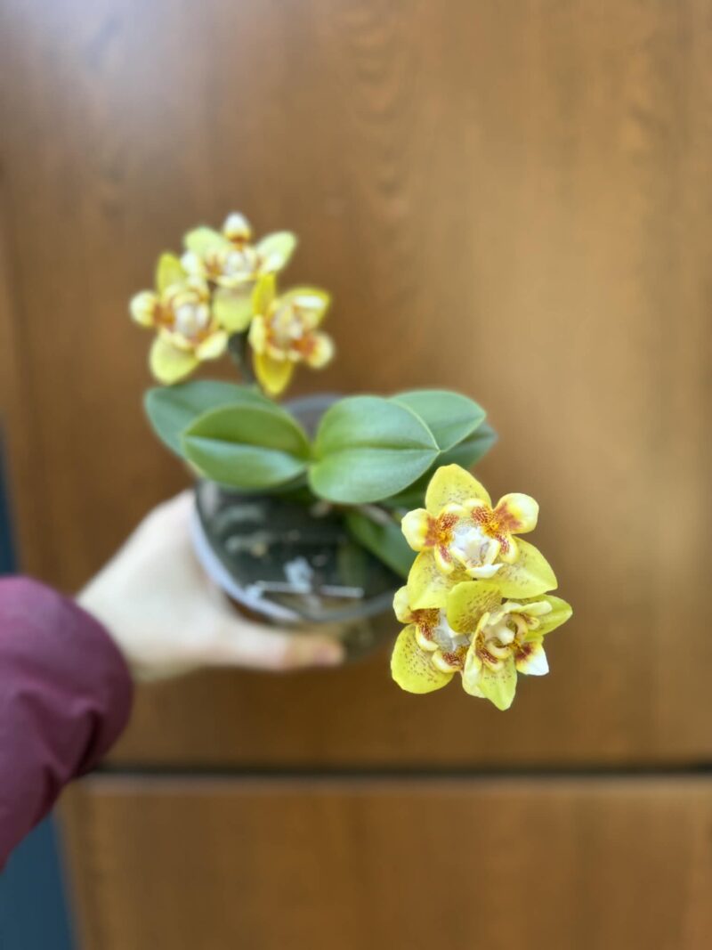 Phalaenopsis (Yaphon Perfume × Brother Sara Gold) ‘Yaphon ES-1’ | Storczyk