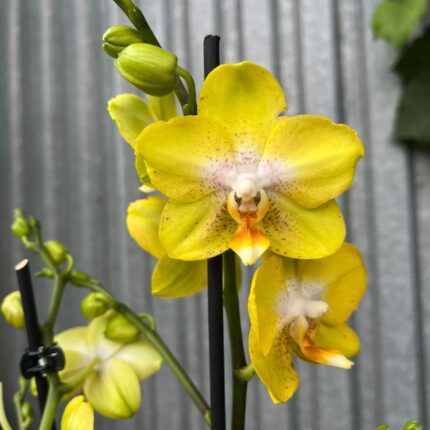 Phalaenopsis Sogo Pride | Storczyk