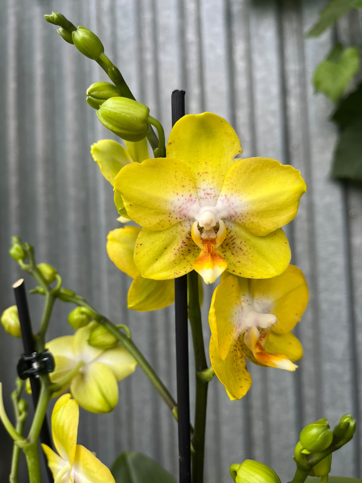 Phalaenopsis Sogo Pride | Storczyk