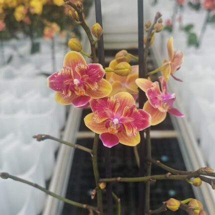 Phalaenopsis Sogo Yellowtris peloric | Storczyk bez pąków