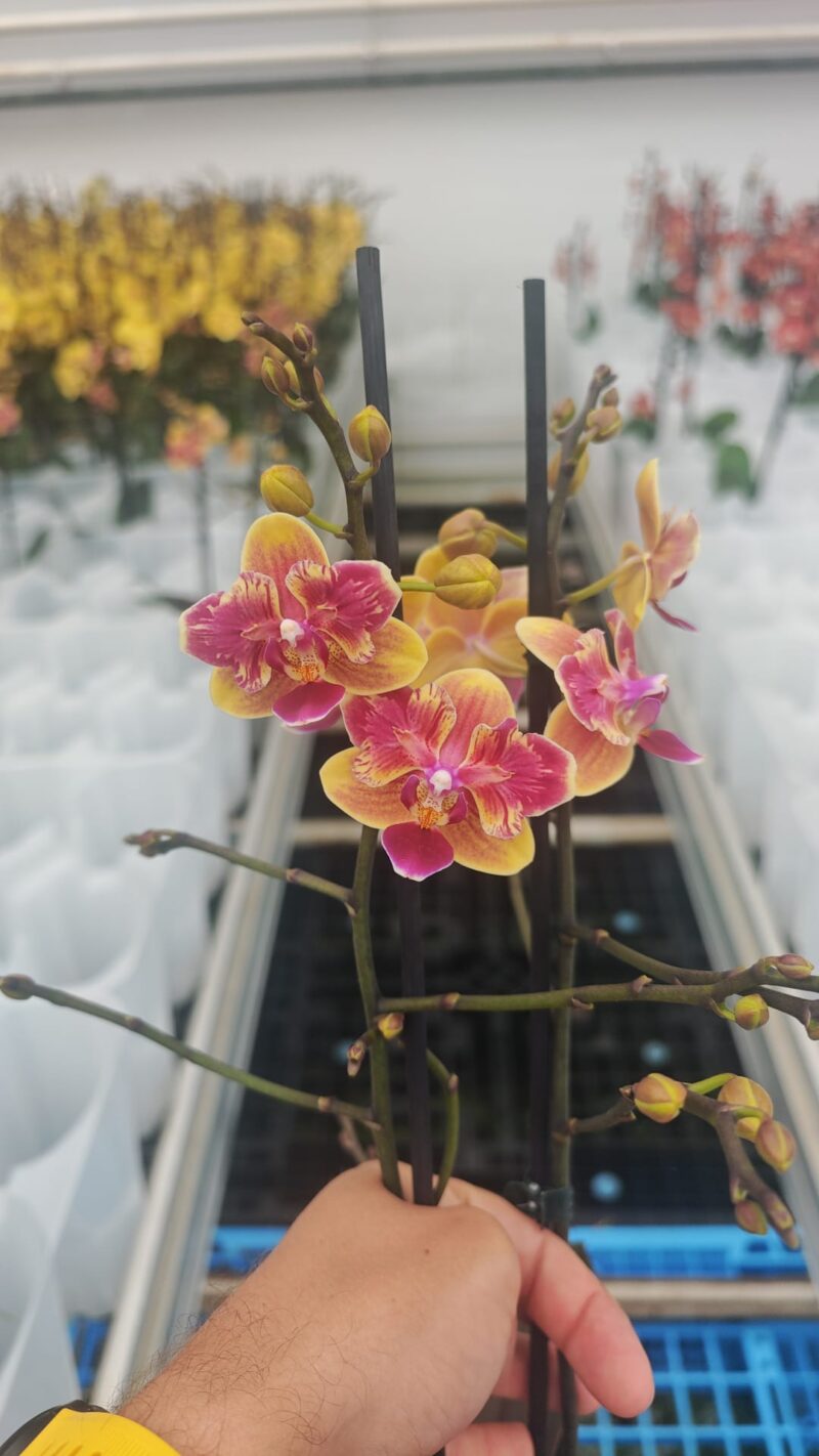 Phalaenopsis Sogo Yellowtris peloric | Storczyk bez pąków