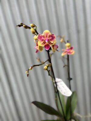 Phalaenopsis Sogo Yellowtris peloric | Storczyk bez pąków