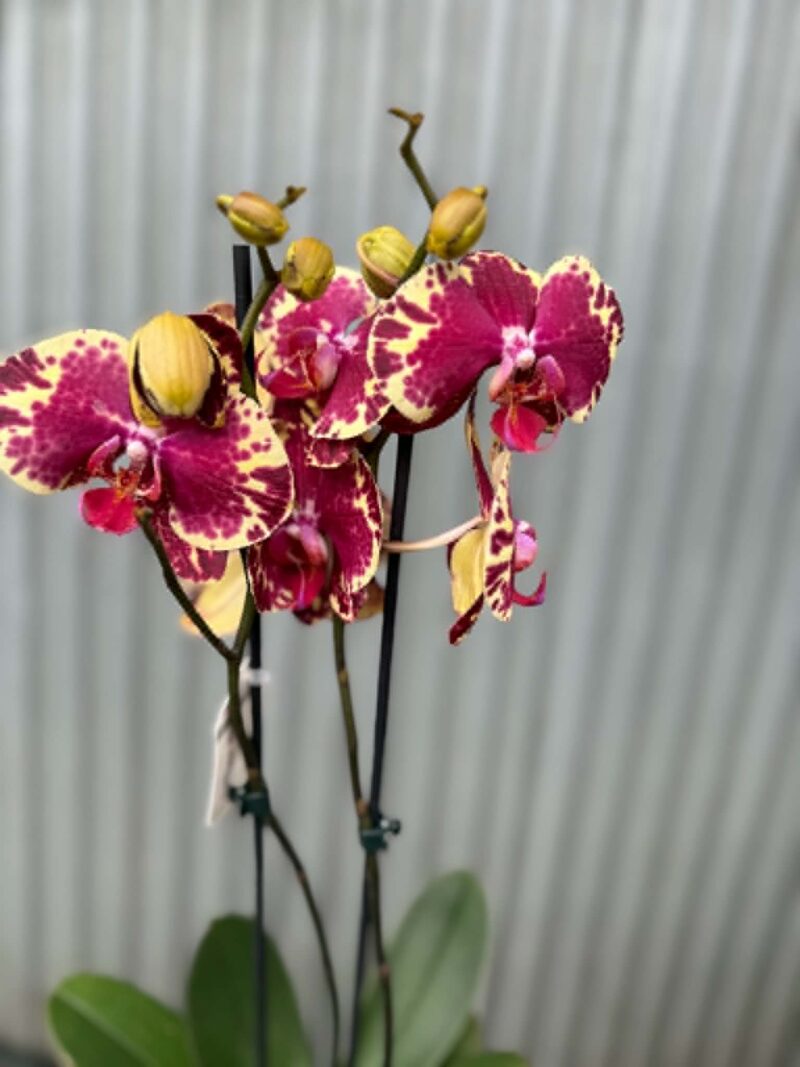 Phalaenopsis Beauty Soulmate | Storczyk