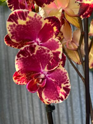 Phalaenopsis Beauty Soulmate | Storczyk