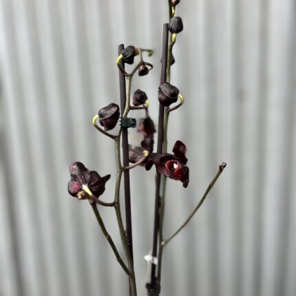 Phalaenopsis Black Swan I Czarny Storczyk