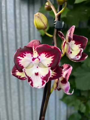 Phalaenopsis Klementyna | Storczyk