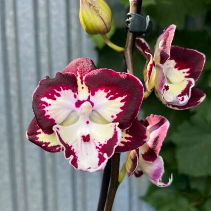 Phalaenopsis Klementyna | Storczyk