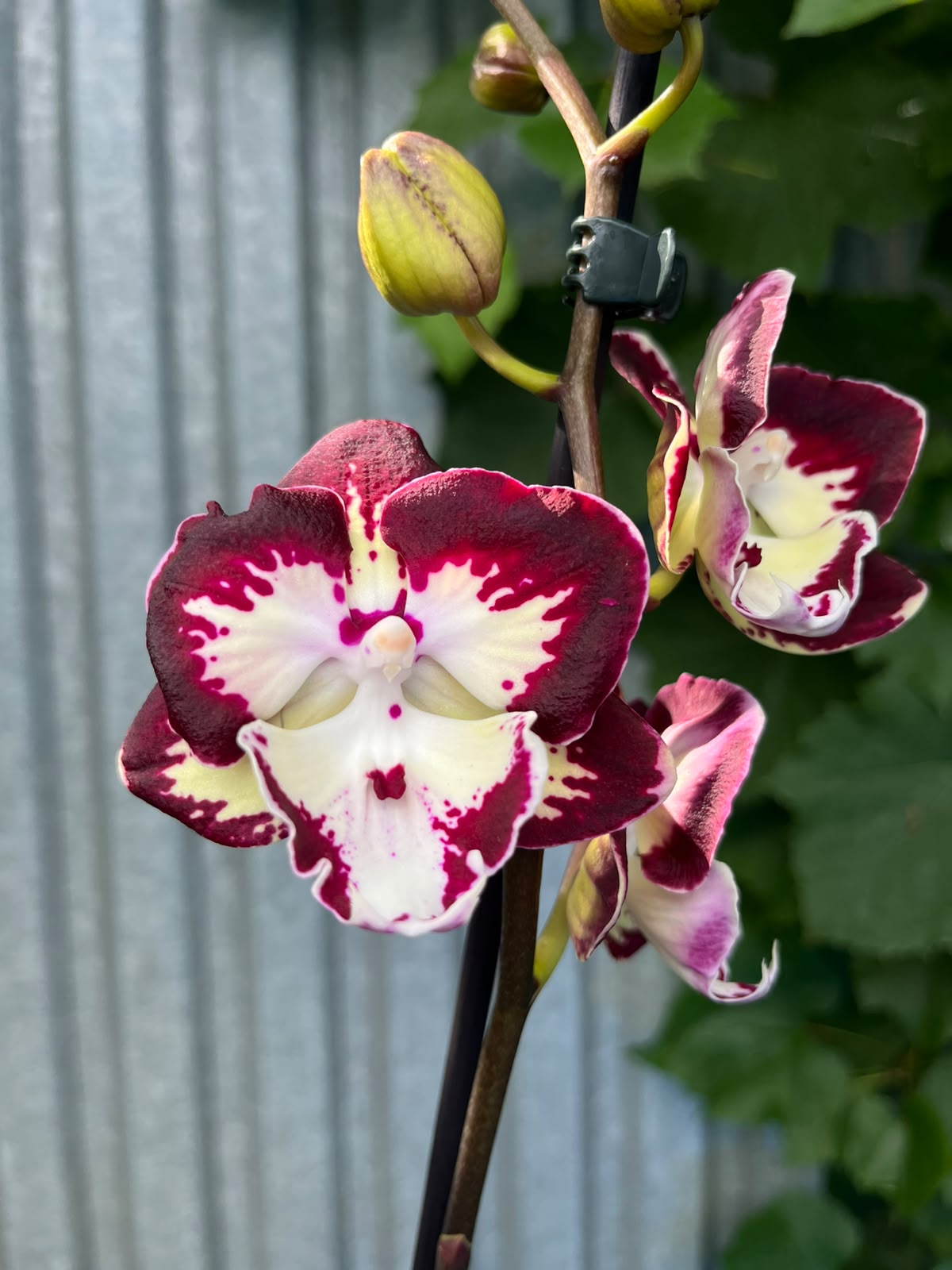 Phalaenopsis Klementyna | Storczyk