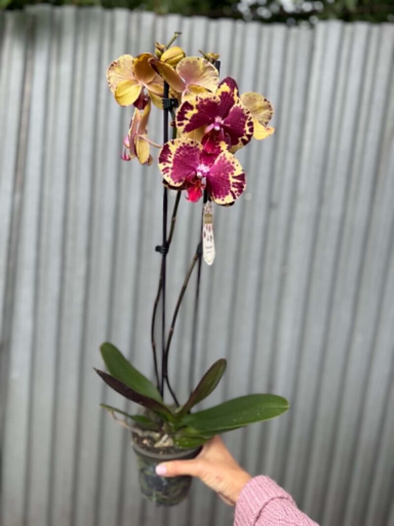 Phalaenopsis Beauty Soulmate | Storczyk