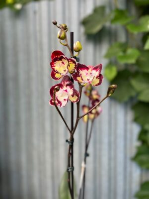 Phalaenopsis Klementyna | Storczyk