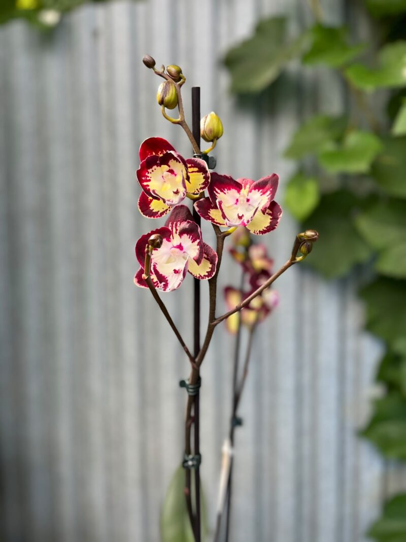 Phalaenopsis Klementyna | Storczyk