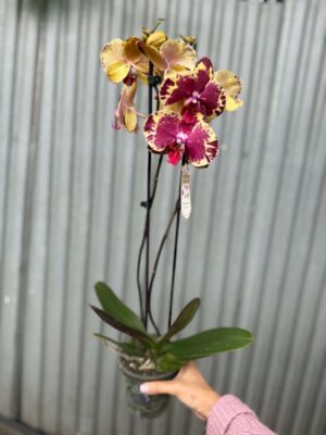 Phalaenopsis Beauty Soulmate | Storczyk