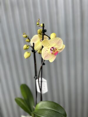 Phalaenopsis Golden Goya | Storczyk bez pączków