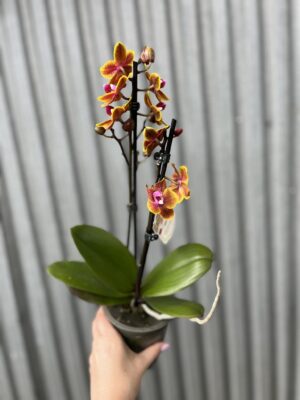 Phalaenopsis Sogo Lawrence | Storczyk