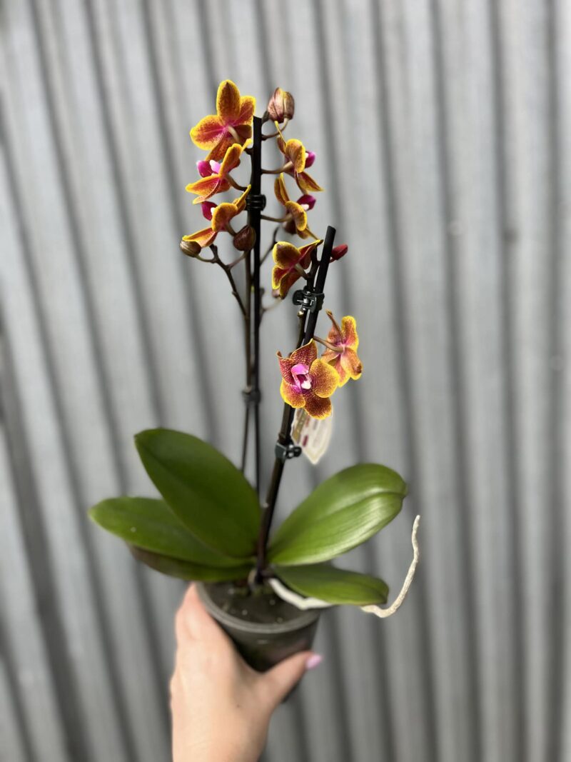 Phalaenopsis Sogo Lawrence | Storczyk