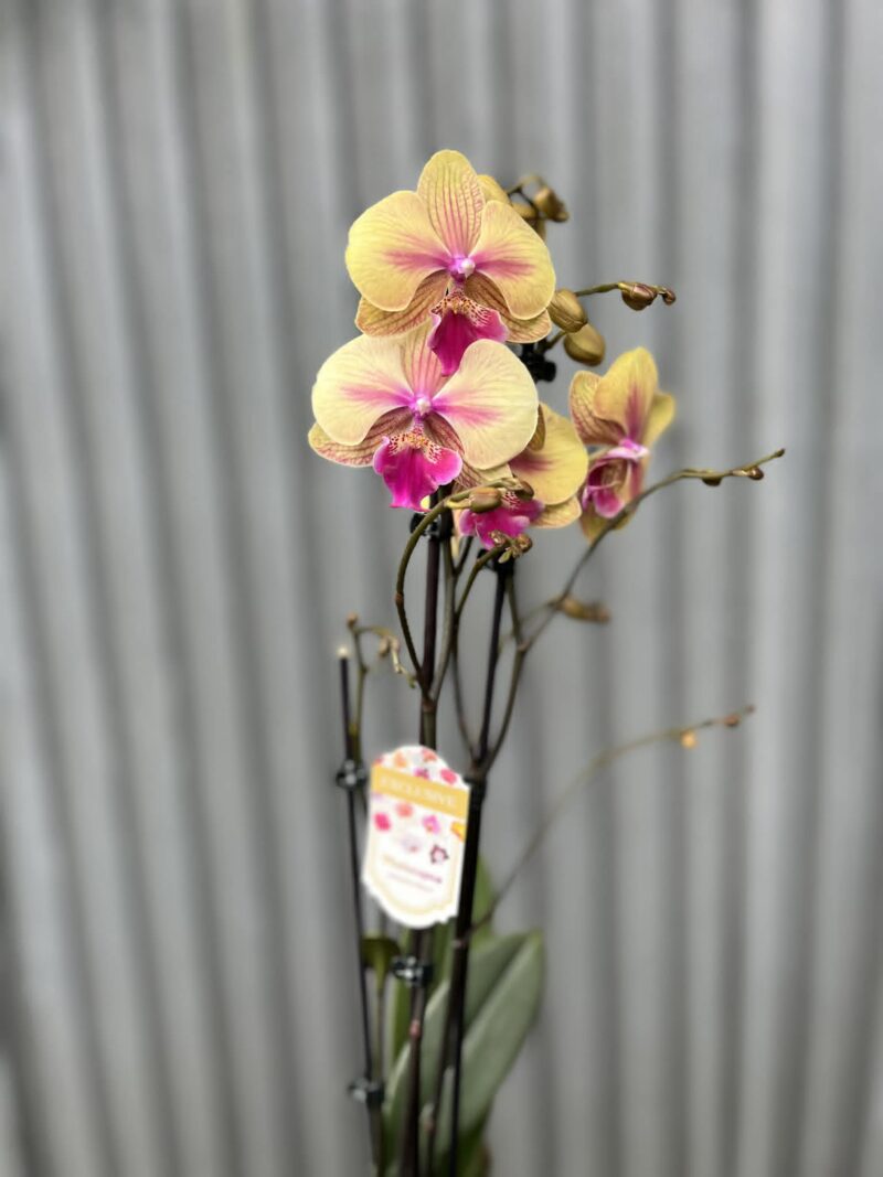 Phalaenopsis limited 40 | Storczyk przekwitający Phalaenopsis limited 40 | Storczyk przekwitający