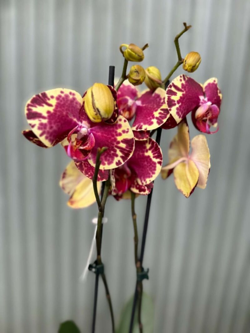 Phalaenopsis Beauty Soulmate | Storczyk