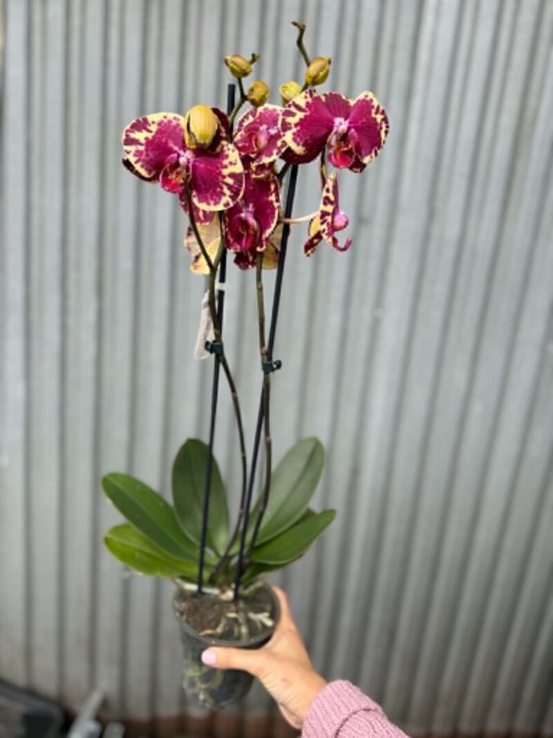 Phalaenopsis Beauty Soulmate | Storczyk