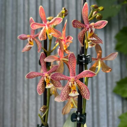 Phalaenopsis Spider Brown | Storczyk