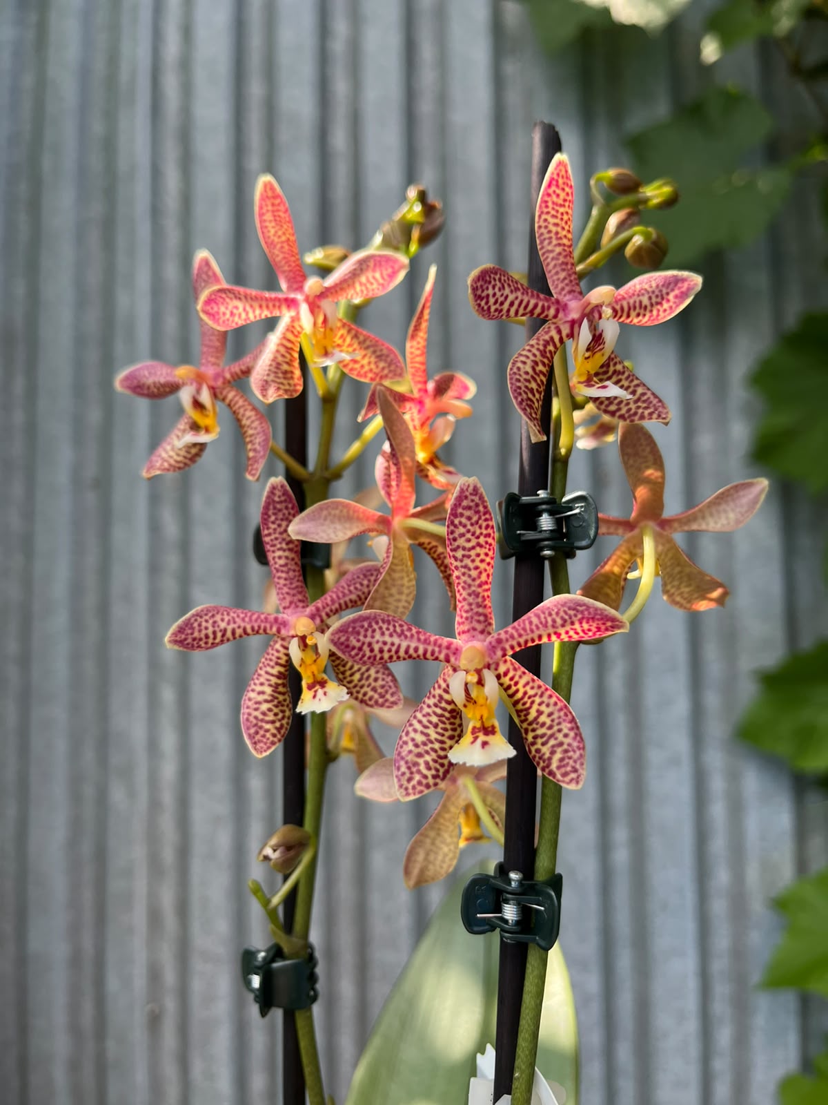 Phalaenopsis Spider Brown | Storczyk