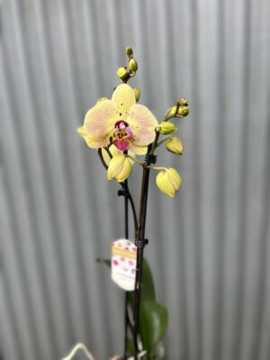 Phalaenopsis Golden Goya | Storczyk bez pączków