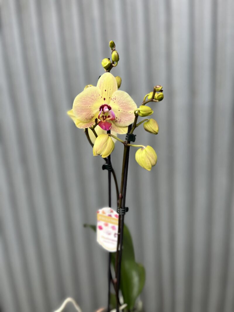 Phalaenopsis Golden Goya | Storczyk bez pączków