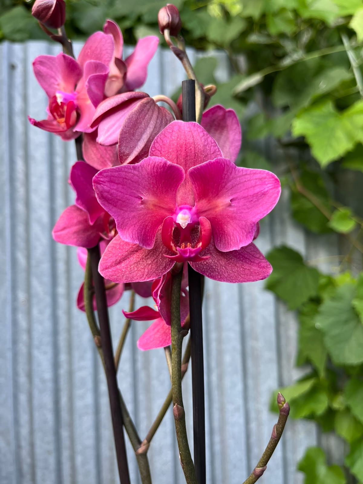 phalaenopsis pavarotti peloric | Storczyk