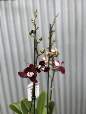 Phalaenopsis ‘Black Jack’ | Storczyk